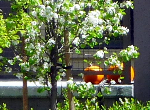 Spring pumpkins.JPG