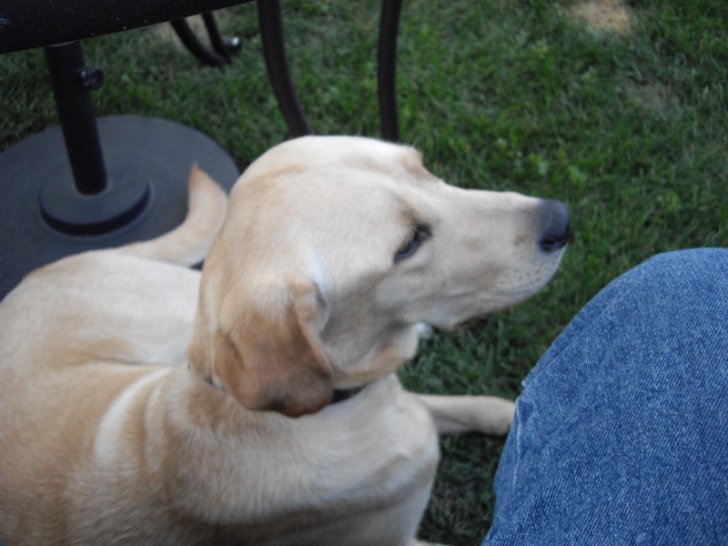5th of July 2009 053 [800x600].jpg