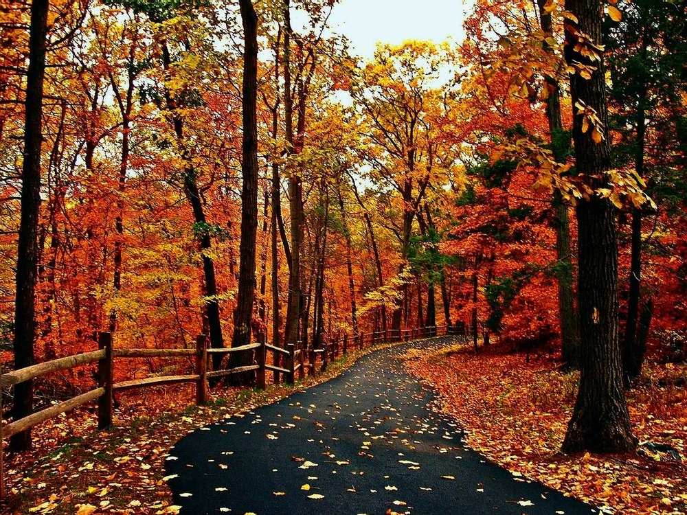 A Walk In The Woods.JPG