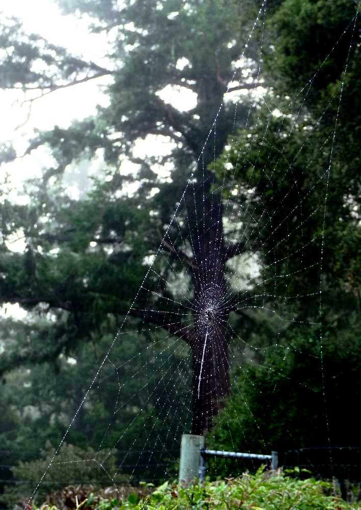 Web Of Dew 6-7-2010.JPG