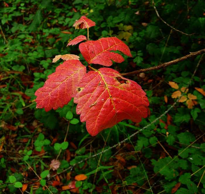 Poison Oak2 8-8-2010.JPG