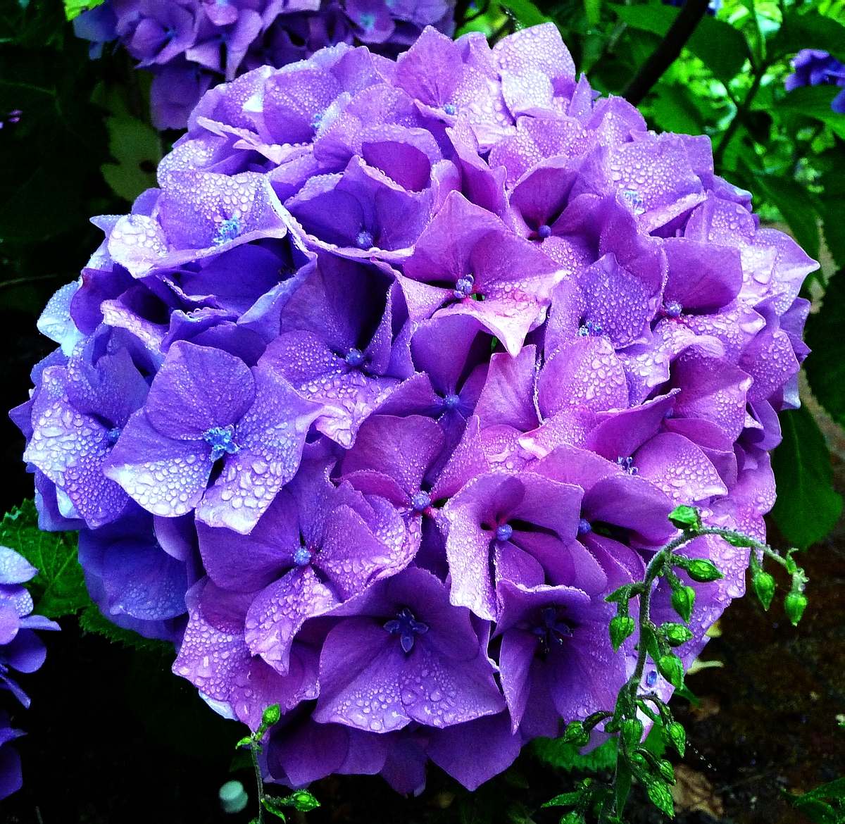 Hydrangea 8-11-2010.JPG