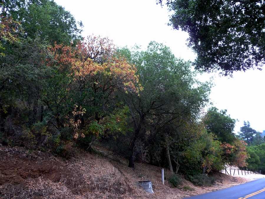 Moody Rd Los Altos CA 8-19-2010.JPG