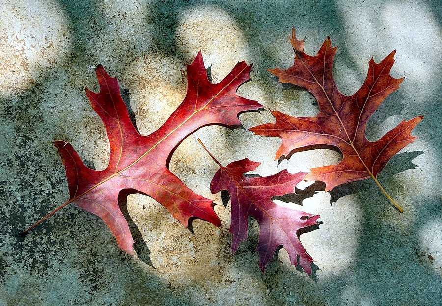 Red Oak Leaves On Stone Bench 8-22-2010 edit.JPG