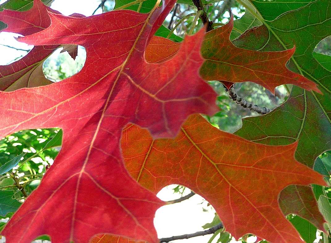 Red Orange And Green Oak 8-22-2010 edit.JPG