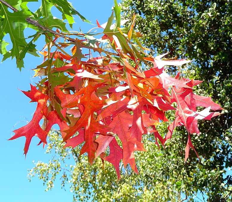 Red Oak Cluster 8-22-2010 edit.JPG