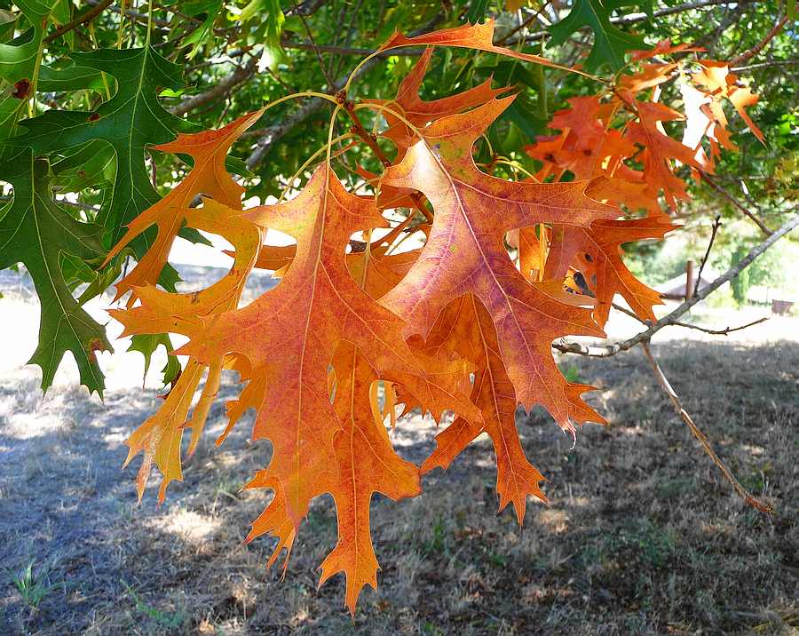 Red Oak Orange 8-22-2010 edit.JPG