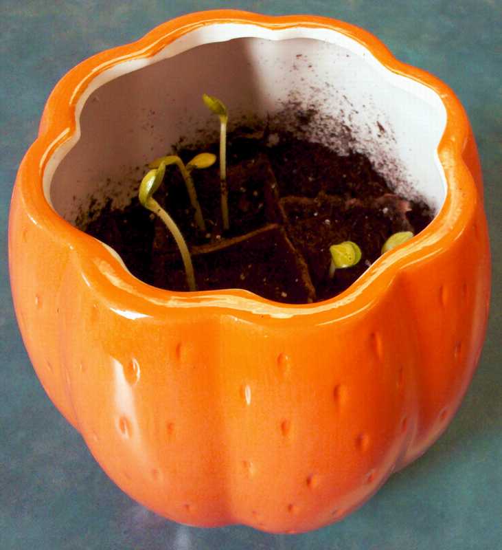 Mini Pumpkins In Planter 8-31-2010.JPG