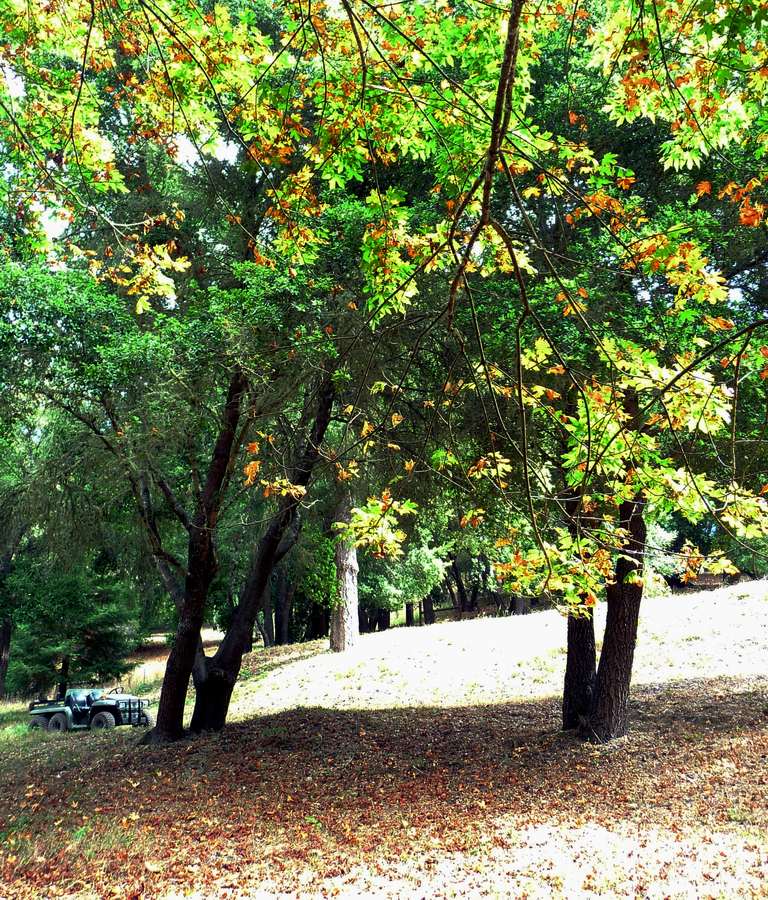 maples and oaks 8-2-2010 edit-cropped.JPG