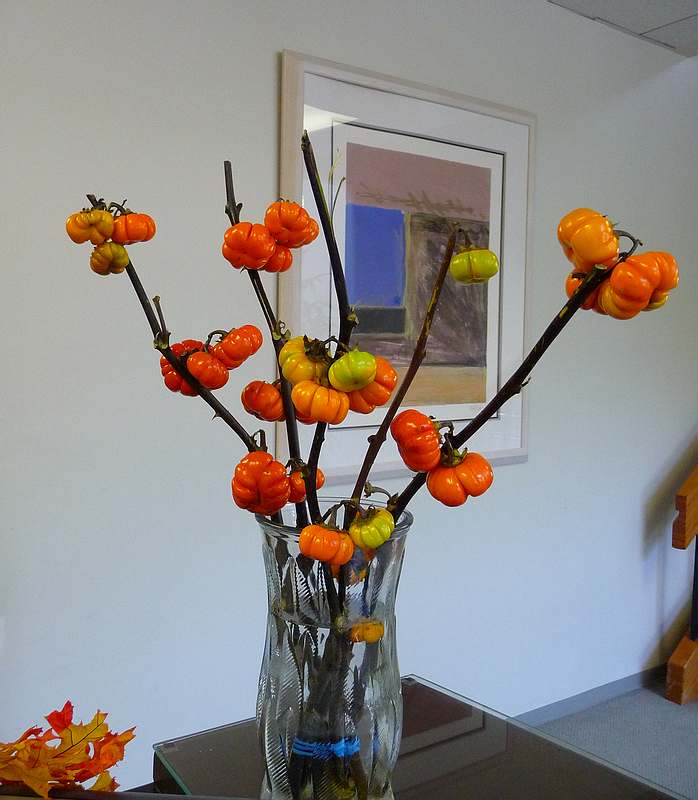 Pumpkin Tree 2010.JPG