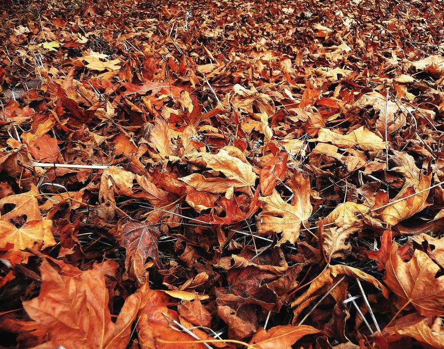 Forest Floor 10-23-2010 edit.JPG