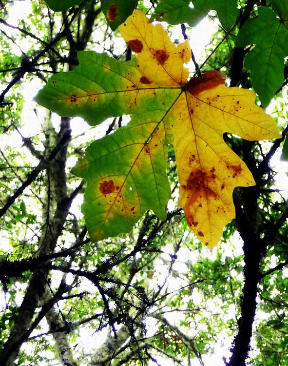 Maple Depth Of Field 10-23-2010 edit.JPG
