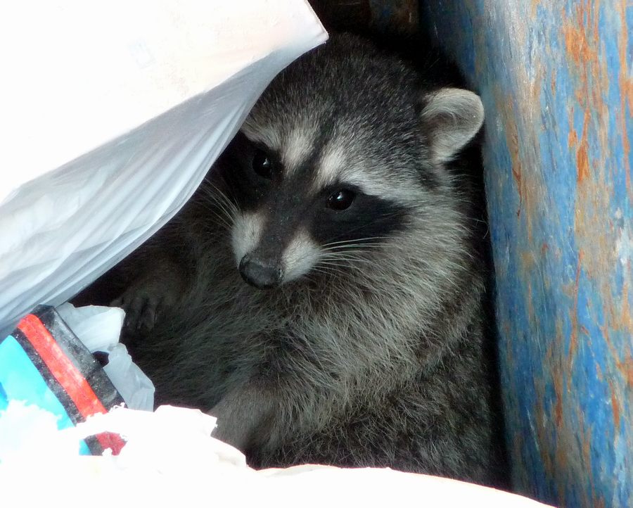 Raccoon Dumpster Diver 11-6-2010 edit.JPG
