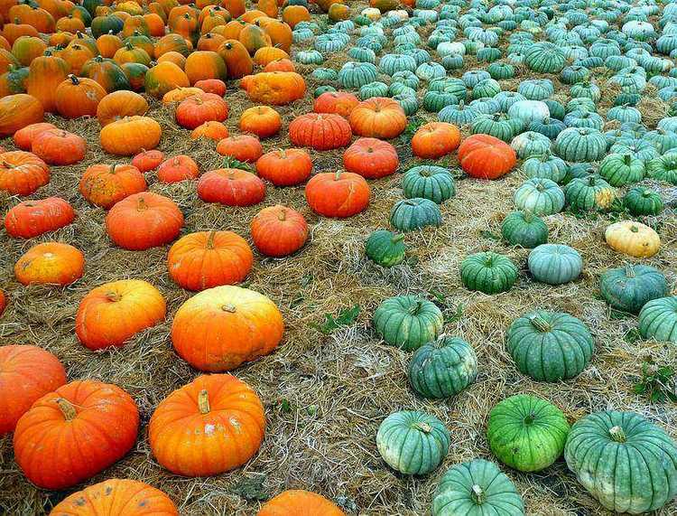 Green and Orange 10-1-2011.JPG