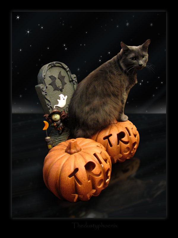 Halloween_Cat_by_thedustyphoenix.jpg