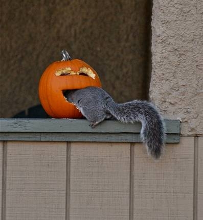 Squirrell lantern.JPG