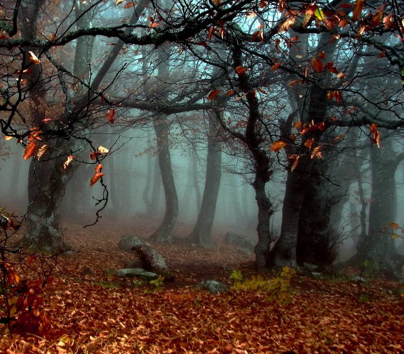 Spooky woods edit.JPG