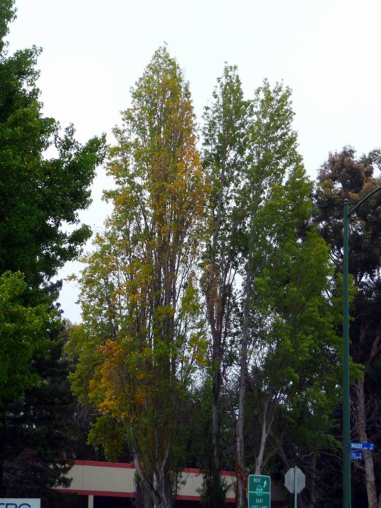 Poplar Sunnyvale CA 8-22-2012.JPG