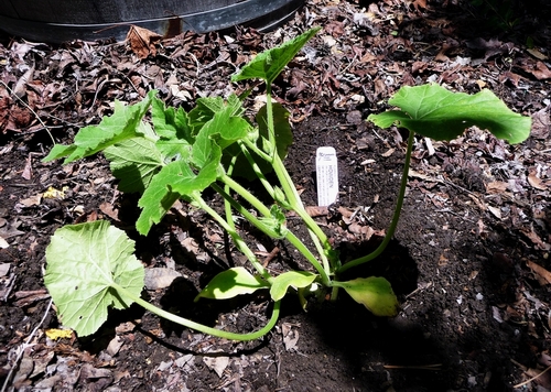 Pumpkin Howden Variety Cropped.JPG